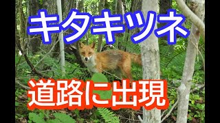 ドライブ中に突然キタキツネあらわる！！　北海道の森林道路走行中