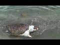 【閲覧注意】砂浜にうちあがるウミガメの亡骸　～館山の海岸にて～　【reading attention】dead body of a sea turtle hitting to the beach.