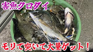 害魚クロダイをモリで突いて大量ゲット！