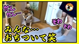 柴犬は食事中でも忙しい！なぜか家族も忙しそうだ(笑)　アフレコ