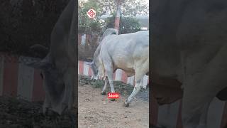 నందిగామ పల్లగిరి కొండ పై దేవస్థానం ఆంబోతు #pets #cow #గోమాత