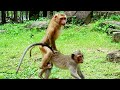 WOW!! MONKEY MAKE BOOM BOOM LOUDLY NOISE.