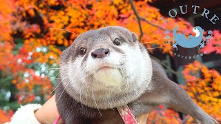 Chubby Otter Eating and Sleeping in the Beautiful Scenery.