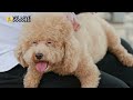 top 8 goldendoodle rescues 🦴🐶🔴