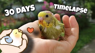 Watch my Budgies Grow #TimeLapse