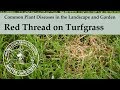 Red Thread - Common Plant Diseases in the Landscape and Garden