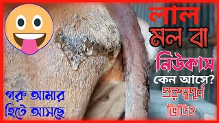 গরুর লাল মল বা নিউকাস কেন আসে,এবং আমার গরু হিটে আসছে কি দেখে বুঝলাম জানুন