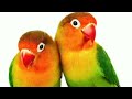 lovebirds charping sounds parrot beautiful sounds lovebirds sounds lovebirds beautiful songs