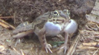 मानसून की पहली बरसात में मेंढक की आवाज Frog Sounds । Frog matting Calls