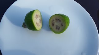 The complete feijoa / pineapple guava tasting video. My first ripe fruit this year, was it edible ?