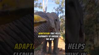 How Elephants Communicate with Infrasonic Calls