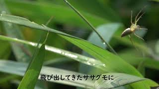 ササグモに襲われたカノコガの運命は如何に？