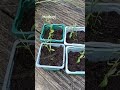 how to grow erigeron karvinskianus cuttings in water how to propagate erigeron karvinskianus