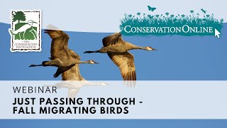 Just Passing Through--Fall Migrating Birds | Webinar