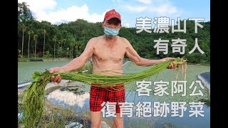 美濃山下有奇人　客家阿公復育絕跡野菜