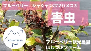 【ブルーベリー】シャシャンボツバメスガの対策【害虫】