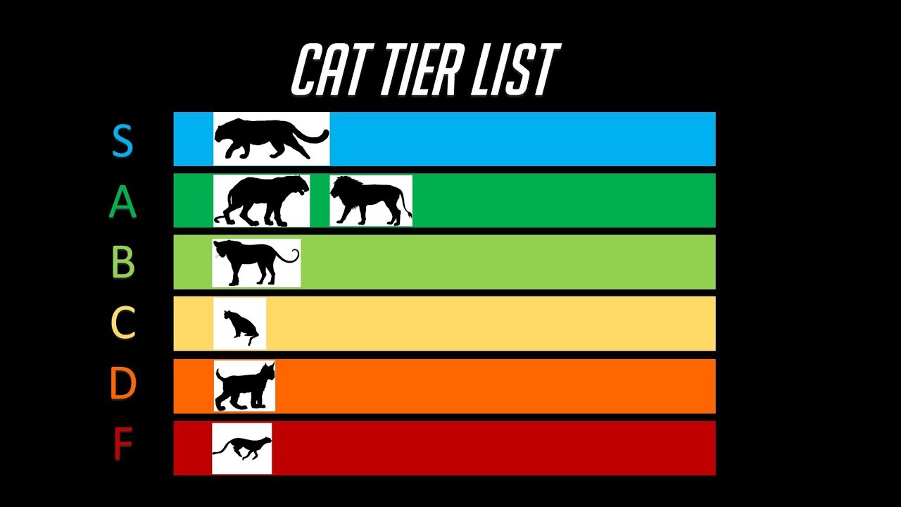 The Cat Tier List Youtube