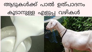 ആടുകൾക്ക് പാൽ ഉത്പാദനം കൂടാനുള്ള എളുപ്പ വഴികൾ... 🐐🐐👍