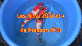 Les Nisai 2021 et + de Poisson d'Or