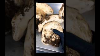 El Gigante xxl Beautiful mushrooms from Eastern Europe #funghi #porcini #boletus #grzyby #гриби