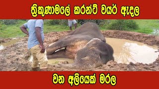 විදුලි රැහැන් ඇද මරා දැමූ වන අලියා 🐘🐘🇱🇰🙏