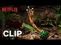 Our Planet | Fungus | Clip | Netflix