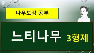 느티나무 vs 직립느티나무 vs 황금느티나무 : 느티나무 3형제