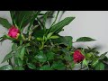 mini rose red flowers blooming time lapse 4k 66 hr in 43 sec 迷你月季开花延时拍摄