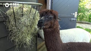 010nu - Wandelen met alpaca's