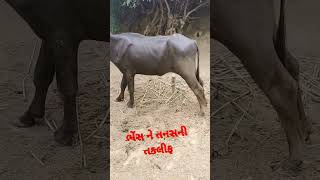 ભેંસ ને તનસ ની તકલીફ #trending #veterinarian