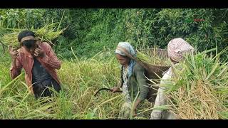 পাহাড়ে জুমের ধান কাটা শুরু হলো।