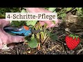 🍓 Die richtige Erdbeer-Pflege nach der Ernte