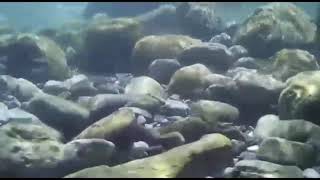 Aquatic biotope of the Sierra Norte of Puebla 🇲🇽