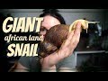 THE GIANT AFRICAN LAND SNAIL