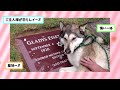 【2ch動物スレ】じいちゃんちの柴犬可愛すぎワロタｗｗｗｗｗｗｗｗｗｗ