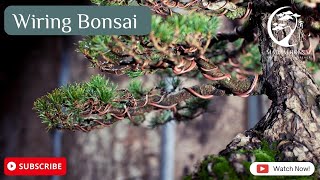 Wiring Bonsai