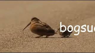 woodcock crazy cool dancing that bird got swag 🤣 #birds #funny