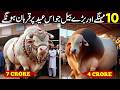 Biggest Qurbani Animals on Eid ul Adha 2026 | Most Expensive Sacrifice Animals