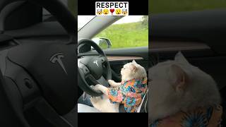 Cat 🐈 driving car 🚗 | Respect 🤯😯💯🥶 #shorts #ytshorts #respect