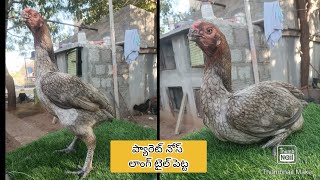 Parrot Beak Long Tail Hens | 9014229083 | Video 1093 | Rythu Market 1