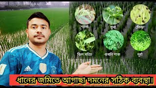 ধানের জমিতে কি আগাছা নাশক প্রয়োগ করবেন ভেবেছেন || এবার ধানের জমি আগাছা থেকে মুক্তি।