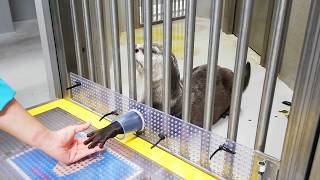 仙台うみの杜水族館 カワウソと握手のレクチャー ソラくん編 181121