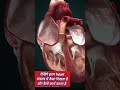 human heart shape size and work science experiment science sciencefacts shortvideo shorts