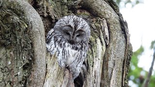 Naminė pelėda / Strix aluco / Tawny Owl / Обыкновенная неясыть