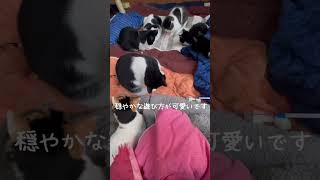 保護6ヶ月24日目下半身麻痺子猫あいかなちゃん、まったり過ごす猫たちと元気いっぱいのビーグル犬ぴく🐈‍⬛あいかな猫風邪治療中🐈‍⬛12匹の猫とビーグル犬2025/1/8#下半身麻痺猫