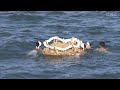 【不思議すぎる】海に浮かぶ！長さ２メートルの巨大わらじ！三重県志摩市floating in the sea a giant waraji shima city mie prefecture