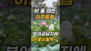 활짝 핀 연꽃, 비 내리는 부여 궁남지에 다녀왔어요~~ 비 올때는 이지트립, 열린관광지 #2