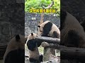 叻叻：不管继续！ 大熊猫叻叻 萌宠出道计划 来这吸熊猫 大熊猫青仔 熊猫南小月