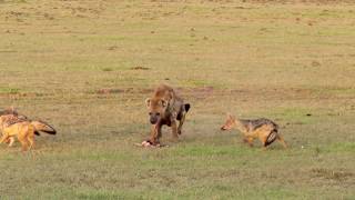 Thieving Hyena: Hyena steals a gazelle kill from three jackals