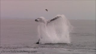 8.29.22 Humpback Whales